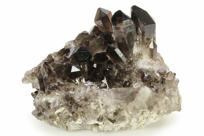 Dark Smoky Quartz Crystal Cluster - Brazil #266157